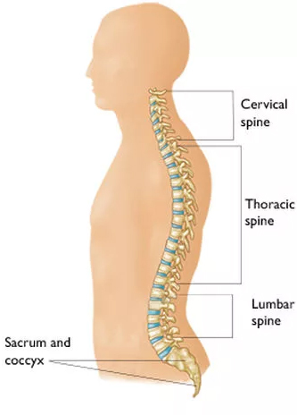 Pfisterer Orthopaedics - Spine Conditions